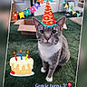 Grayclynn is registered to the contest to win money with this photo: animal, birthday, birthday_cake, bunting_flags, candles, cardboard_box, cat, celebration, cute, digital_overlay, festive, gray_cat, green_carpet, indoor, looking_at_camera, party_hat, pet, sitting, whiskers, white_paws
