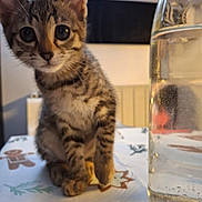Hermione participe au concours pour gagner de l'argent avec cette photo : kitten, cat, tabby, pet, indoor, table, glass_bottle, water, curious, whiskers, close_up, young_animal, feline, domestic_cat, sitting, paws, eyes, decorated_tablecloth, blurred_background, household