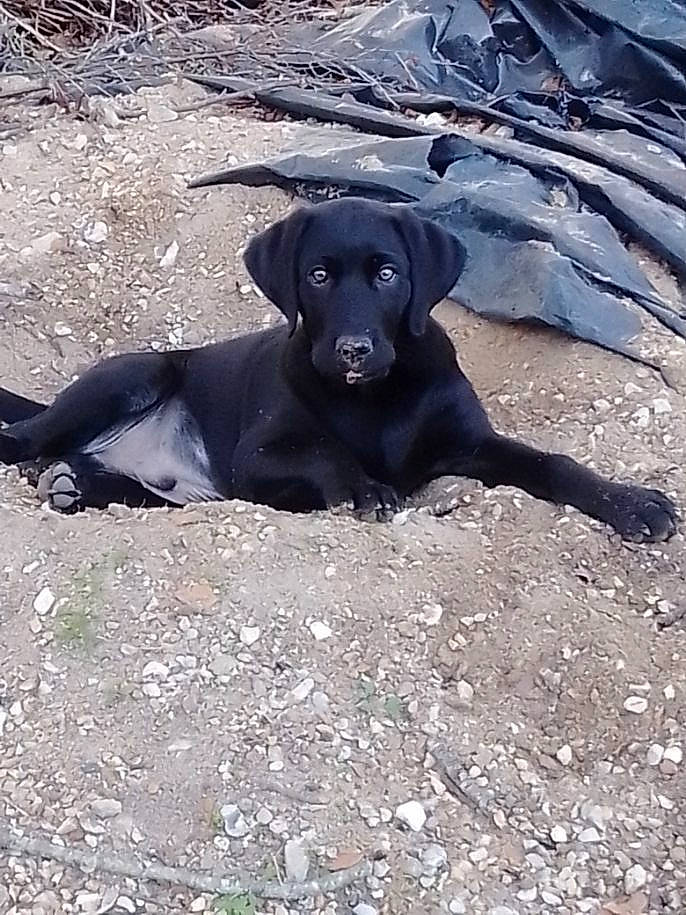 Ratchet participe au concours pour gagner de l'argent avec cette photo : borador, canidae, carnivore, companion_dog, dog, dog_breed, fawn, gun_dog, labrador_retriever, landscape, plant, retriever, rock, shadow, sitting, snout, soil, sporting_group, terrestrial_animal, working_animal