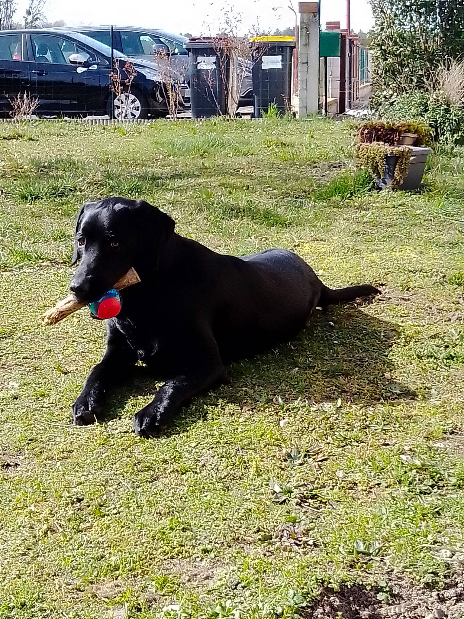 Ratchet a rejoint le concours — aidez-le/la à gagner de superbes lots ! borador, canidae, car, carnivore, companion_dog, dog, dog_breed, event, family_car, grass, gun_dog, plant, snout, tail, terrestrial_animal, tire, tree, vehicle, wheel, working_animal