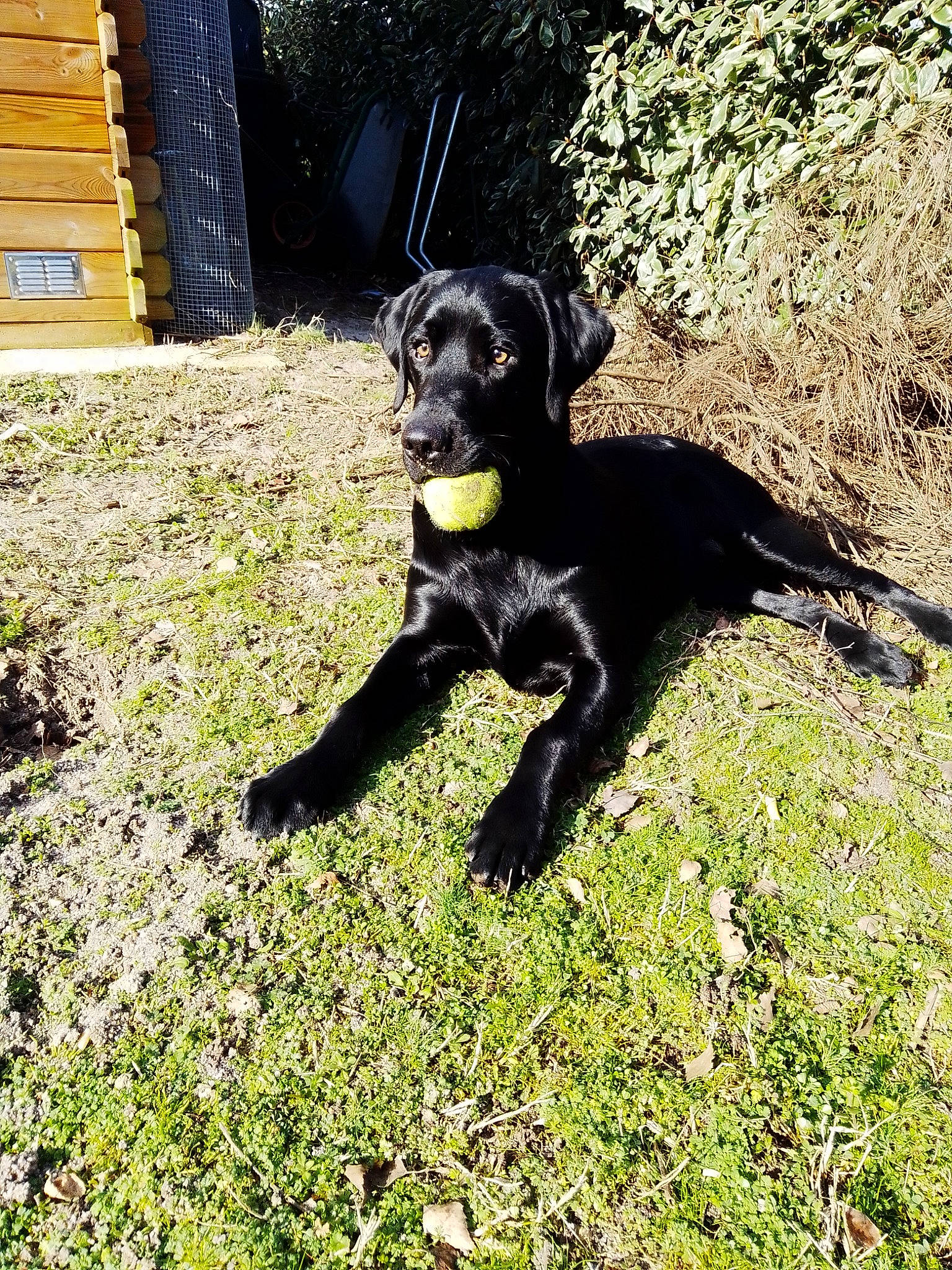 Ratchet a rejoint le concours — aidez-le/la à gagner de superbes lots ! borador, canidae, carnivore, companion_dog, dog, dog_breed, dog_collar, fur, grass, groundcover, guard_dog, gun_dog, hunting_dog, plant, retriever, sporting_group, tail, tree, working_animal, working_dog