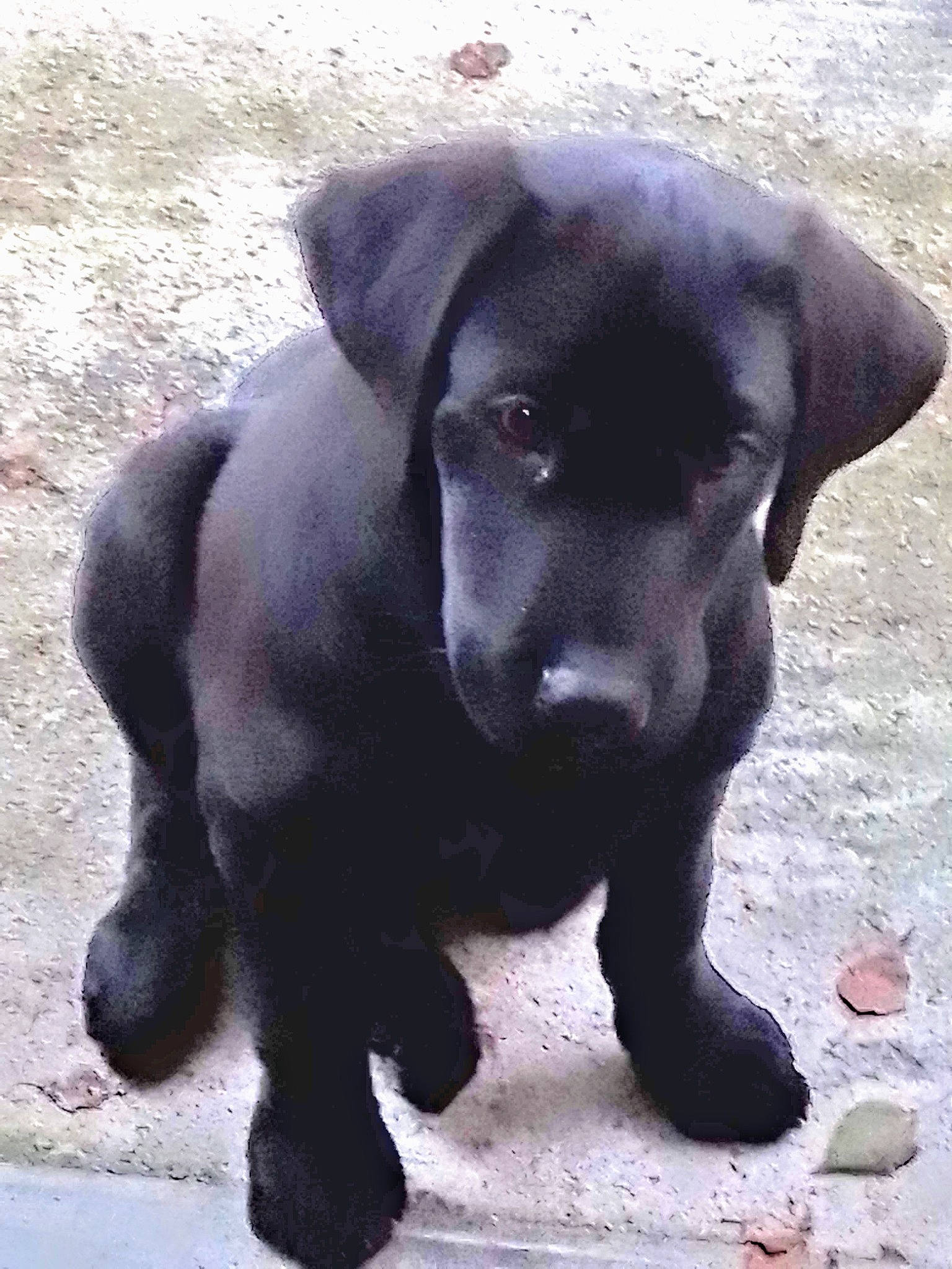 Ratchet participe au concours pour gagner de l'argent avec cette photo : borador, canidae, carnivore, companion_dog, dog, dog_breed, dog_collar, eye, fur, hunting_dog, liver, non_sporting_group, puppy, sporting_group, terrestrial_animal, working_animal