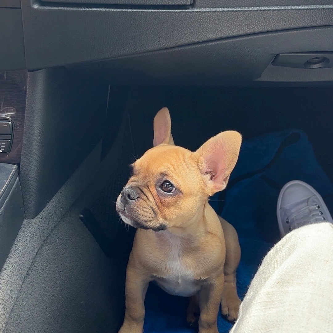Ava a rejoint le concours — aidez-le/la à gagner de superbes lots ! attention, blue_mat, candid, car_floor, car_interior, casual, curious, dog, footwell, french_bulldog, indoor, leather_seat, pet, pet_companion, puppy, purse, side_view, sitting, small_dog, young_dog