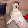 animal, bull_terrier, cabinet, couch, dog, ear, fireplace, furniture, house, indoor, living_room, mammal, painting, paw, pet, relaxed, resting, snout, tile_floor, white_dog