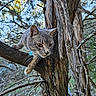 Bear is registered to the contest to win money with this photo: animal, branch, cat, climbing, closeup, collar, curious, forest, fur, gray_cat, leaves, mammal, nature, outdoor, pet, sunlight, tree, whiskers, wildlife, yellow_eyes