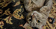 Bear is registered to the contest to win money with this photo: animal, carpet, cat, close_up, curious, cute, domestic_cat, floor, fur, indoor, lying_down, mammal, patterned_rug, paws, pet, relaxed, resting, tabby, whiskers, yellow_eyes