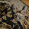 animal, carpet, cat, close_up, curious, cute, domestic_cat, floor, fur, indoor, lying_down, mammal, patterned_rug, paws, pet, relaxed, resting, tabby, whiskers, yellow_eyes