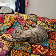 Bear joined the competition — help win amazing prizes! animal, cat, colorful_blanket, comfort, cozy, curtain, decor, feline, home_interior, indoor, nap, patterned_fabric, pet, quilt, relaxation, resting, sleeping_cat, textile, wall, window