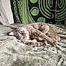 Bear joined the competition — help win amazing prizes! bed, black, blanket, cat, cozy, curled_up, feline, fur, gray_cat, green, home, indoor, pattern, paws, pet, relaxed, resting, sleeping, tapestry, whiskers