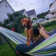 Nova is registered to the contest to win money with this photo: backyard, beagle, car, casual, daytime, dog, grass, greenery, hammock, house, leisure, outdoor, person, pet, relaxing, resting, smartphone, striped, summer, trees