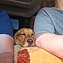 Nova is registered to the contest to win money with this photo: arm, blanket, brown_dog, calm, car_interior, casual_clothing, closeup, comfort, companion, cozy, dog, human, indoors, nap, pet, relaxed, resting, seat, sleeping, sunlight