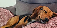 Nova joined the competition — help win amazing prizes! animal, black, blanket, brown, chair, comfort, cozy, cute, dog, domestic, fur, home, indoor, napping, pet, relaxation, resting, sleeping, soft, texture