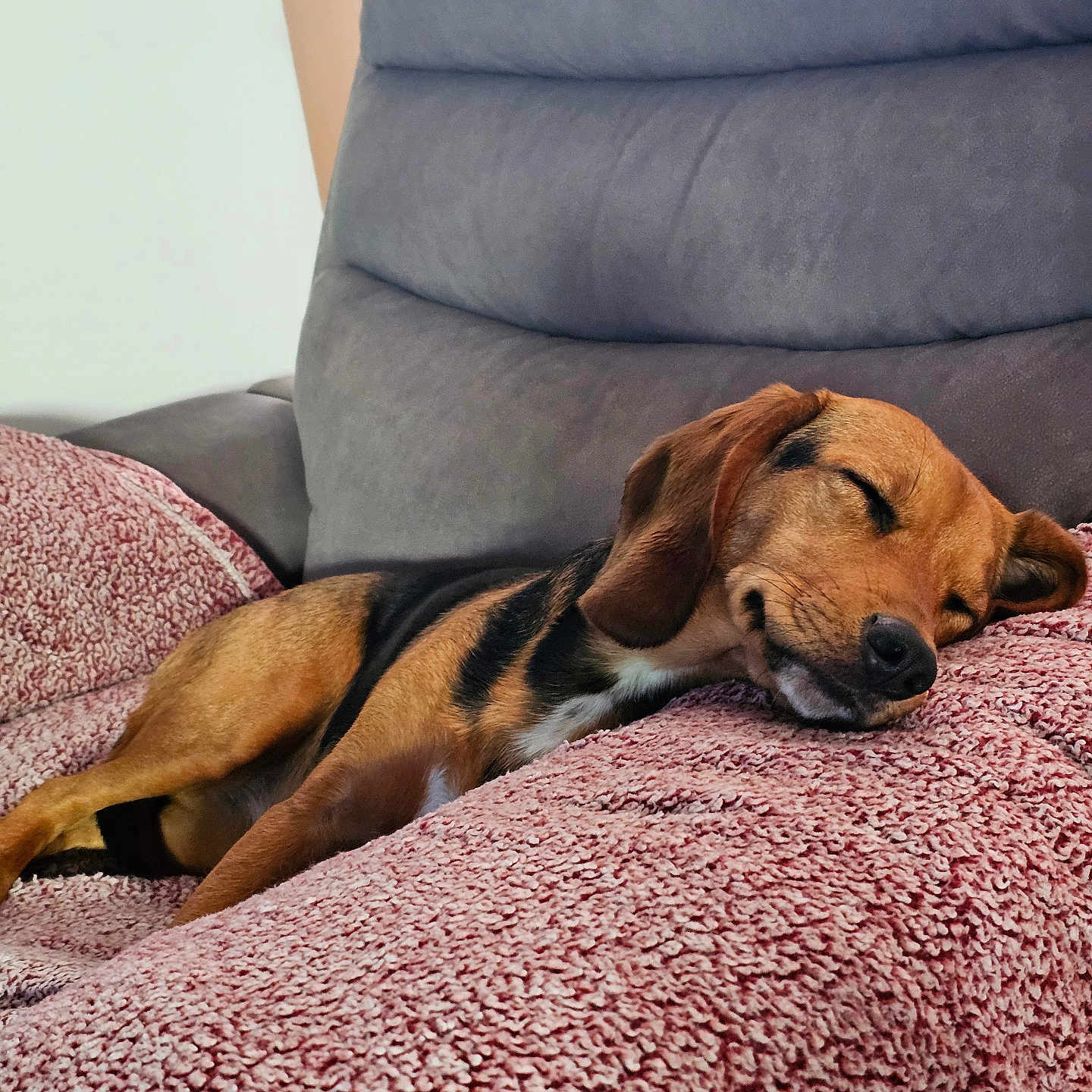 Nova joined the competition — help win amazing prizes! animal, black, blanket, brown, chair, comfort, cozy, cute, dog, domestic, fur, home, indoor, napping, pet, relaxation, resting, sleeping, soft, texture