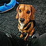 Nova is registered to the contest to win money with this photo: adorable, animal, black, blue, brown, carpet, casual, closeup, companion, cute, dog, floor, home, indoor, legs, looking_up, pet, plush_toy, shark_toy, white