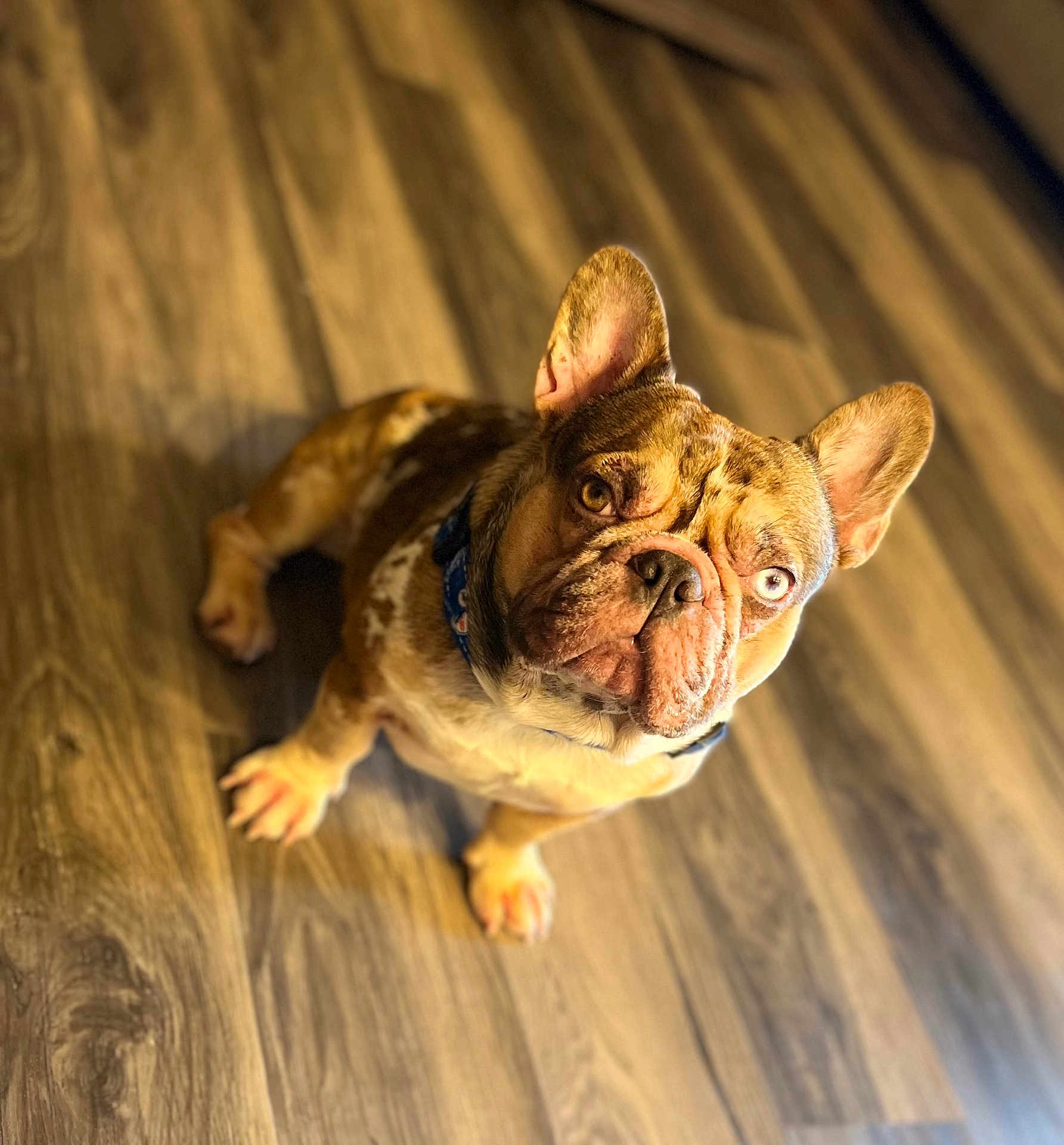 Simba