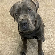 Thor joined the competition — help win amazing prizes! dog, pet, canine, gray_dog, carpet, indoor, sitting, looking_up, ears, fur, animal, mammal, companion, friendly, cute, portrait, paw, snout, eyes, waiting