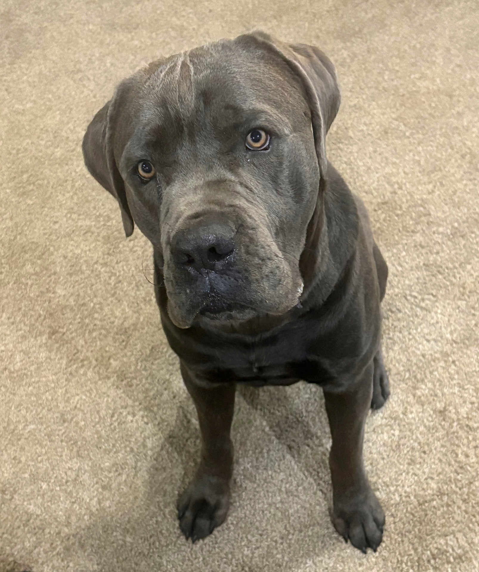 Thor joined the competition — help win amazing prizes! dog, pet, canine, gray_dog, carpet, indoor, sitting, looking_up, ears, fur, animal, mammal, companion, friendly, cute, portrait, paw, snout, eyes, waiting