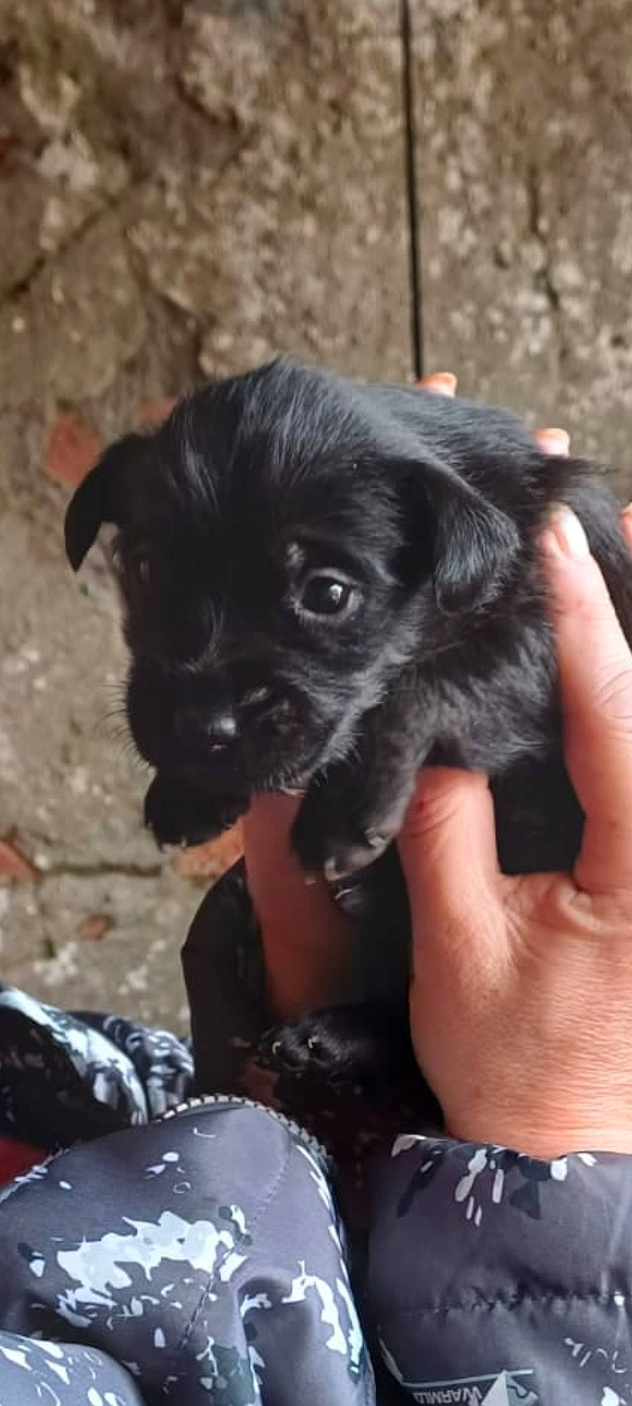 Ebony joined the competition — help win amazing prizes! canidae, carnivore, companion_dog, dog, dog_breed, dog_supply, fur, liver, nail, snout, soil, sporting_group, terrestrial_animal, toy_dog, working_animal