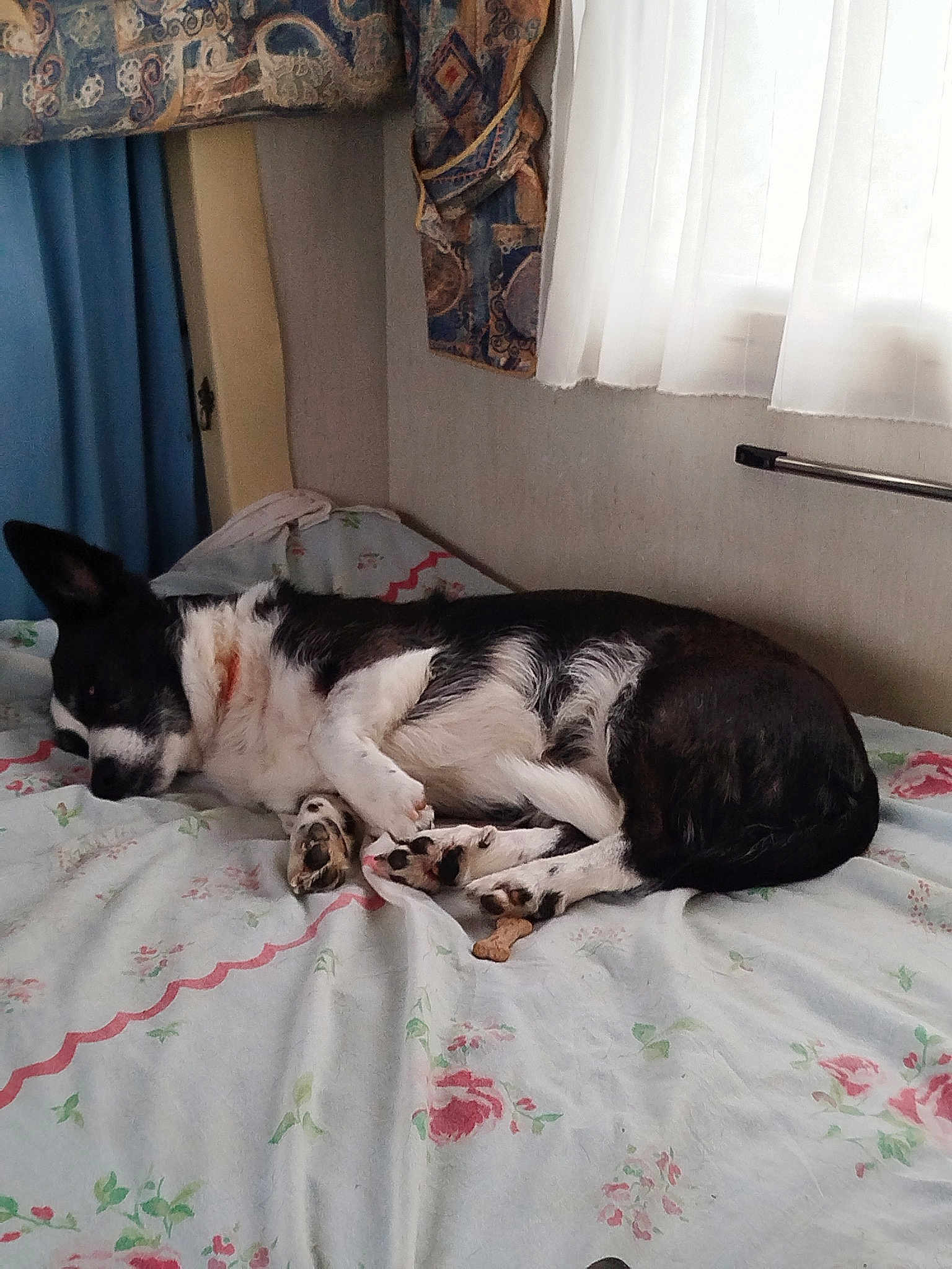 Maya