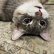 Ocean is registered to the contest to win money with this photo: carpet, cat, close_up, cute, ear, eyes, feline, fur, green_eyes, indoor, lying_down, nose, paw, pet, playful, portrait, relaxed, tabby, upside_down, whiskers