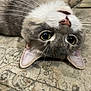carpet, cat, close_up, cute, ear, eyes, feline, fur, green_eyes, indoor, lying_down, nose, paw, pet, playful, portrait, relaxed, tabby, upside_down, whiskers