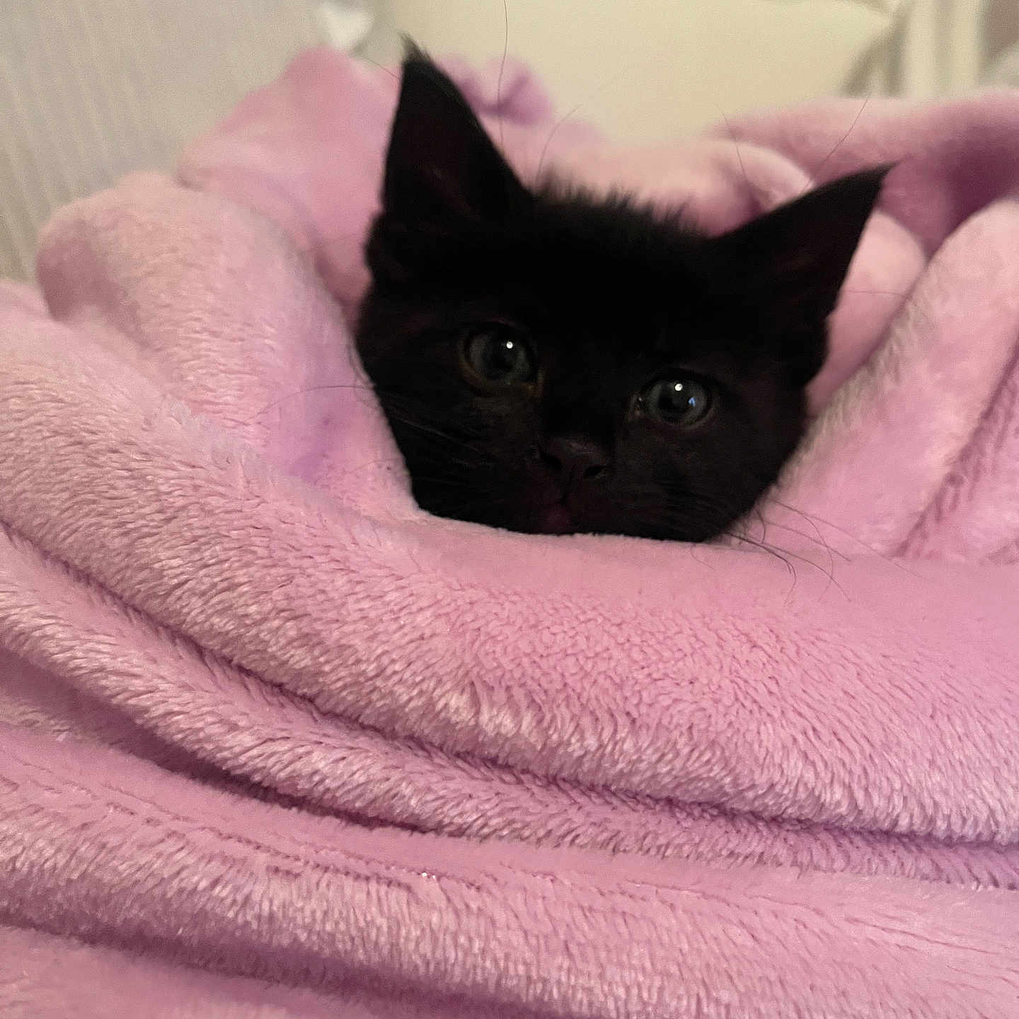 Luna joined the competition — help win amazing prizes! kitten, black_cat, blanket, pink, cozy, fur, pet, animal, cute, eyes, indoor, soft, texture, resting, wrapped, small, face, whiskers, ears, comfort