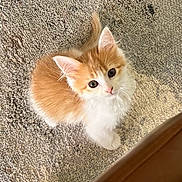 Sophie is registered to the contest to win money with this photo: kitten, cat, orange, white, fluffy, carpet, pet, cute, young, indoor, feline, small, curious, animal, looking_up, soft, domestic, whiskers, ears, playful