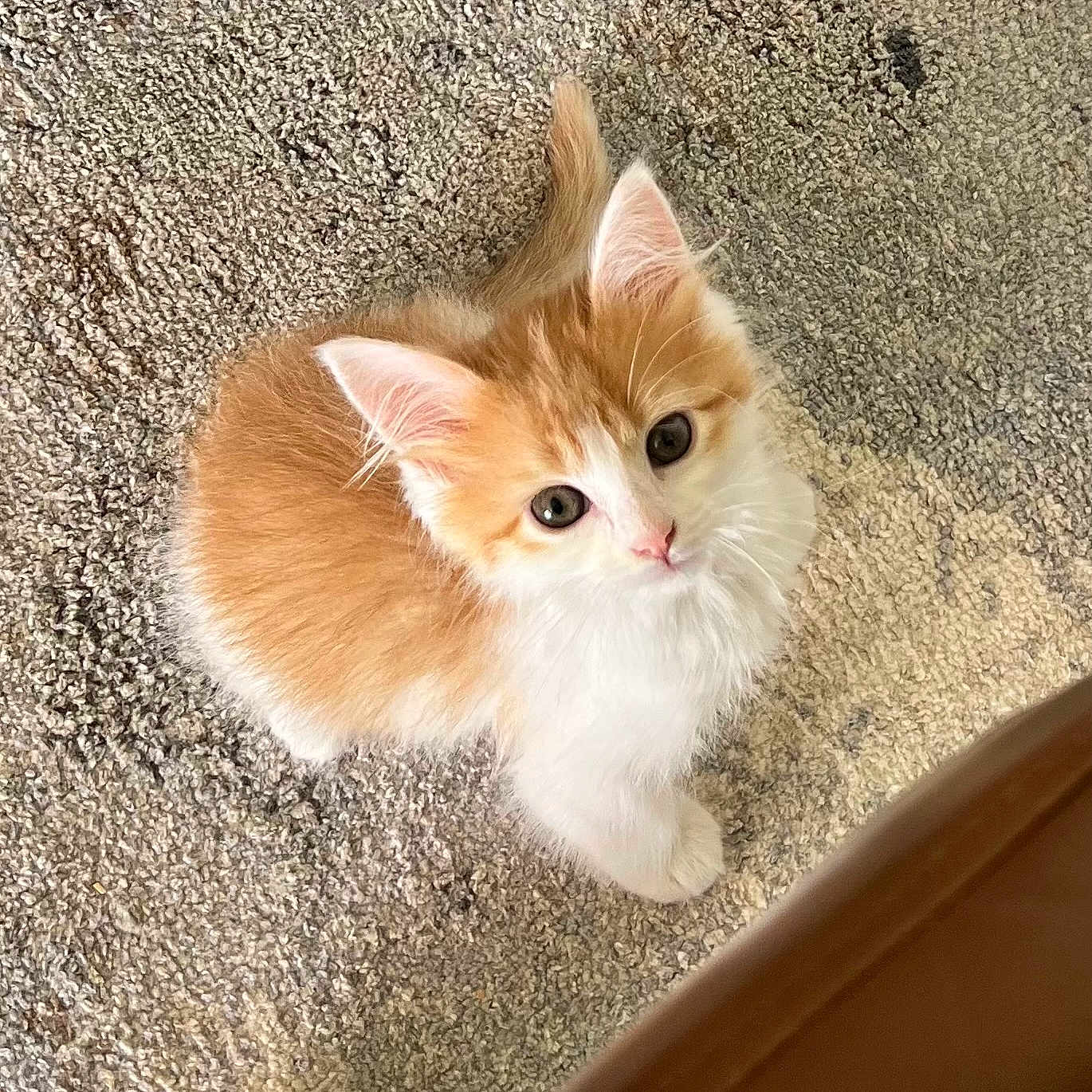 Sophie is registered to the contest to win money with this photo: animal, carpet, cat, curious, cute, domestic, ears, feline, fluffy, indoor, kitten, looking_up, orange, pet, playful, small, soft, whiskers, white, young