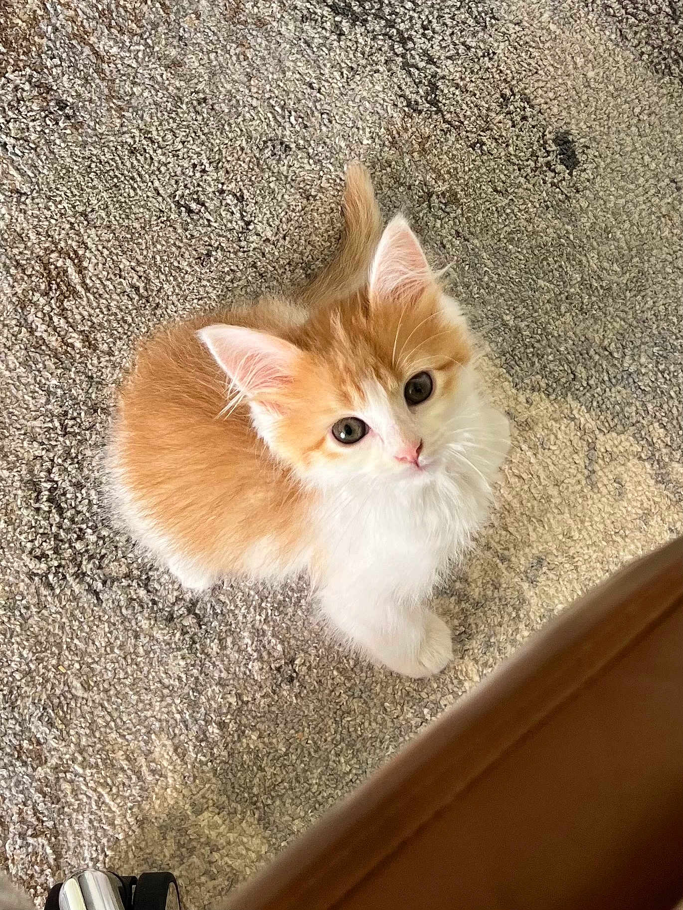 Sophie
