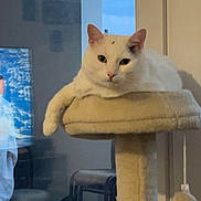 Hawkaye participe au concours pour gagner de l'argent avec cette photo : animal, calm, cat, cat_tree, cozy, cute, domestic_animal, feline, fluffy, furniture, home, indoor, living_room, paw, pet, relaxed, resting, television, white_cat, window