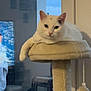animal, calm, cat, cat_tree, cozy, cute, domestic_animal, feline, fluffy, furniture, home, indoor, living_room, paw, pet, relaxed, resting, television, white_cat, window