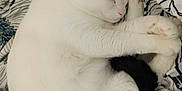 Hawkaye participe au concours pour gagner de l'argent avec cette photo : animal, black_spot, blanket, cat, cozy, curled_up, cute, domestic_cat, fur, indoor, patterned_blanket, paw, pet, pink_nose, relaxing, resting, sleeping, soft, whiskers, white_cat