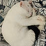 animal, black_spot, blanket, cat, cozy, curled_up, cute, domestic_cat, fur, indoor, patterned_blanket, paw, pet, pink_nose, relaxing, resting, sleeping, soft, whiskers, white_cat