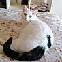animal, bed, black_tail, bottle, cat, cozy, curious, domestic_animal, feline, floral_bedspread, furniture, household_items, indoor, looking_back, pet, resting, shelf, sitting, television, white_cat