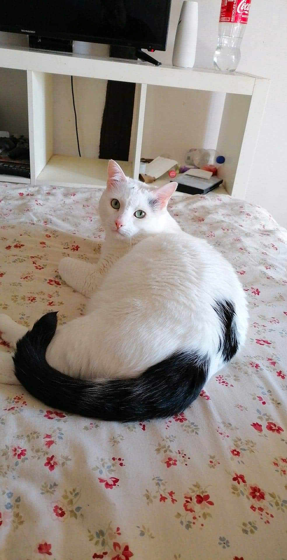 Hawkaye participe au concours pour gagner de l'argent avec cette photo : animal, bed, black_tail, bottle, cat, cozy, curious, domestic_animal, feline, floral_bedspread, furniture, household_items, indoor, looking_back, pet, resting, shelf, sitting, television, white_cat