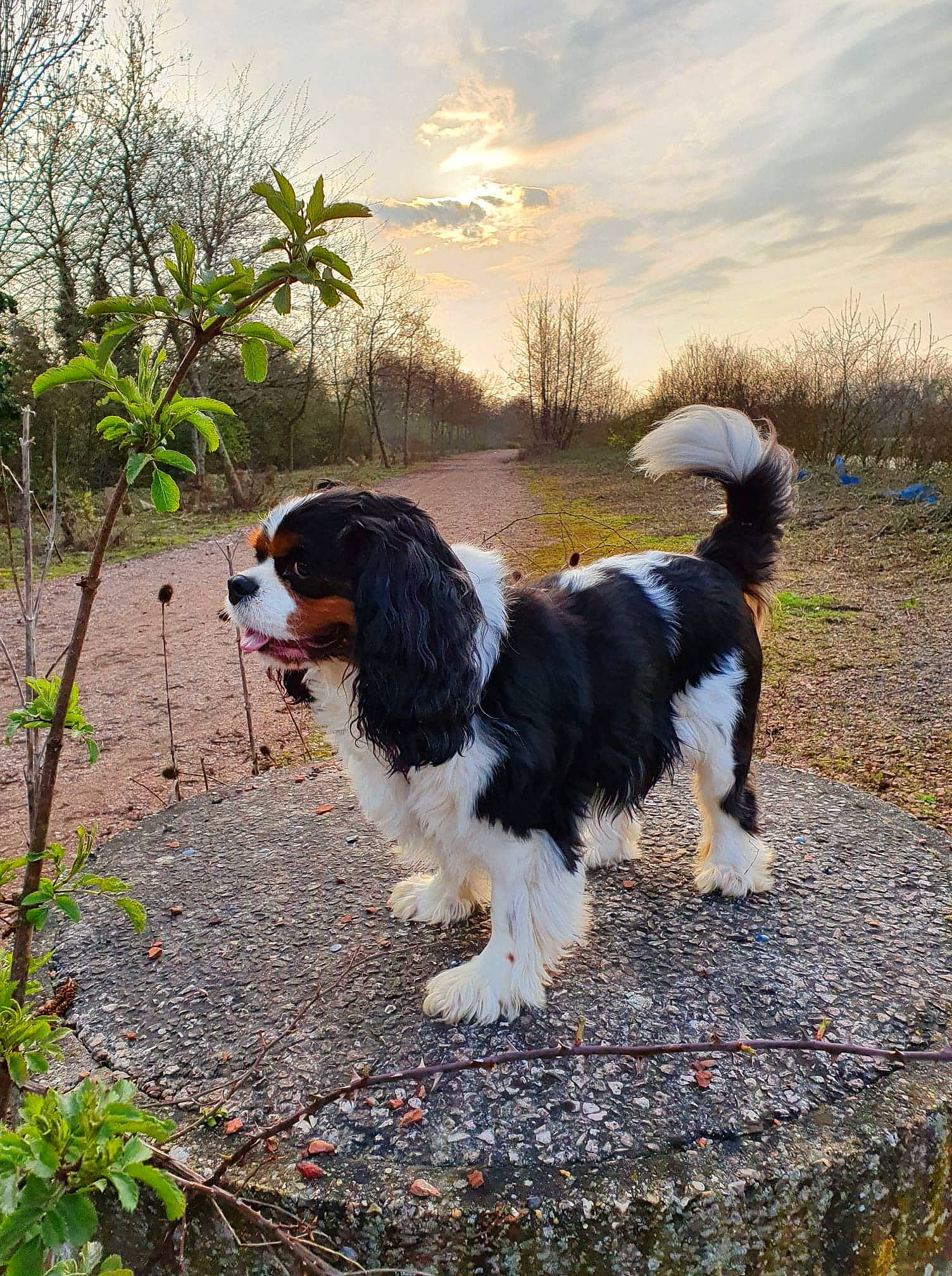 Mooglie a rejoint le concours — aidez-le/la à gagner de superbes lots ! canidae, carnivore, cloud, companion_dog, corn_on_the_cob, dog, dog_breed, fur, grass, gun_dog, herding_dog, king_charles_spaniel, plant, sky, snout, spaniel, sporting_group, tail, toy_dog, tree