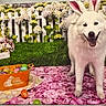 dog, white_dog, bunny_ears, easter_eggs, basket, pink_blanket, floral_pattern, white_picket_fence, spring_flowers, yellow_flowers, green_grass, happy_dog, pet, celebration, holiday, festive, cute, smiling, indoor, decorations