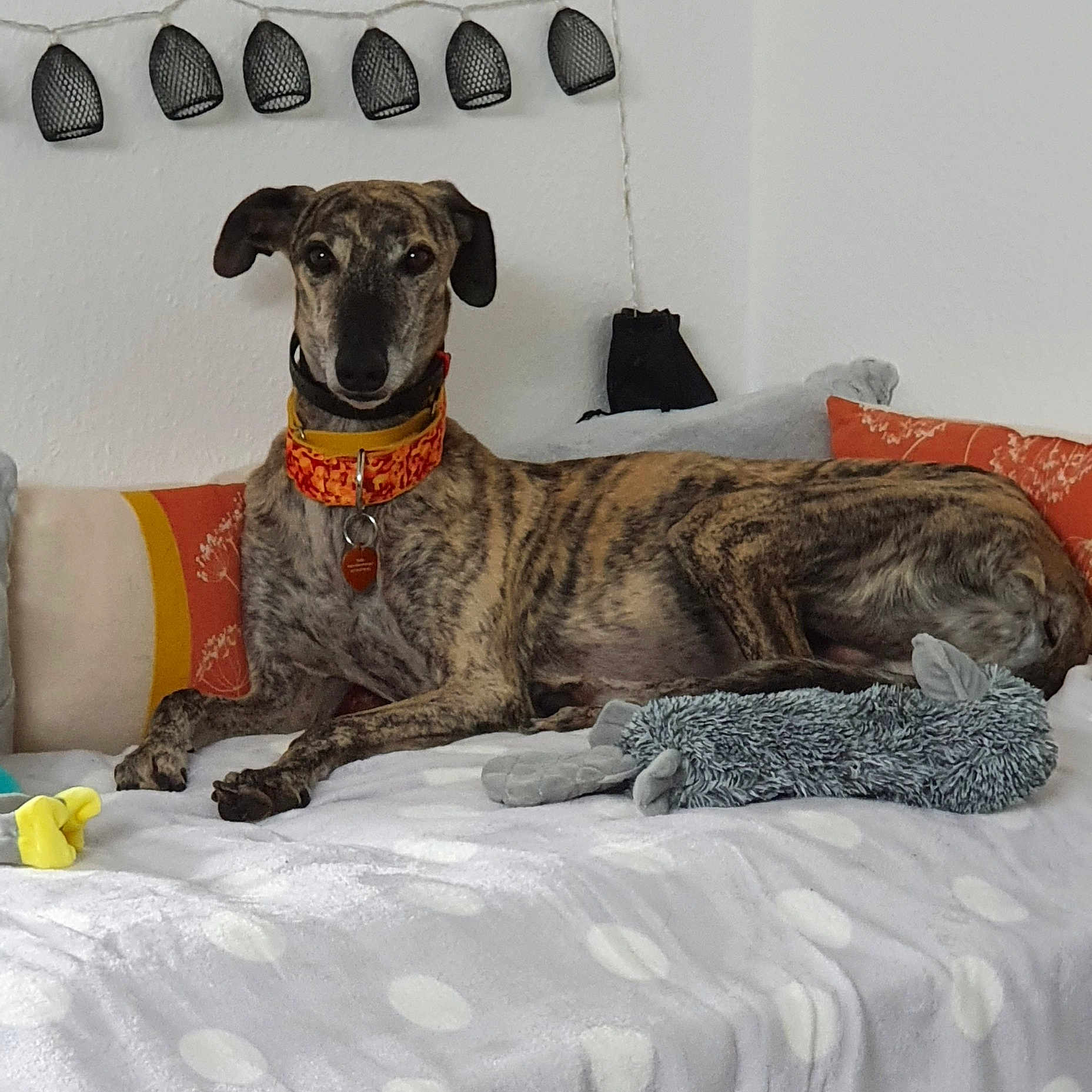 Indio