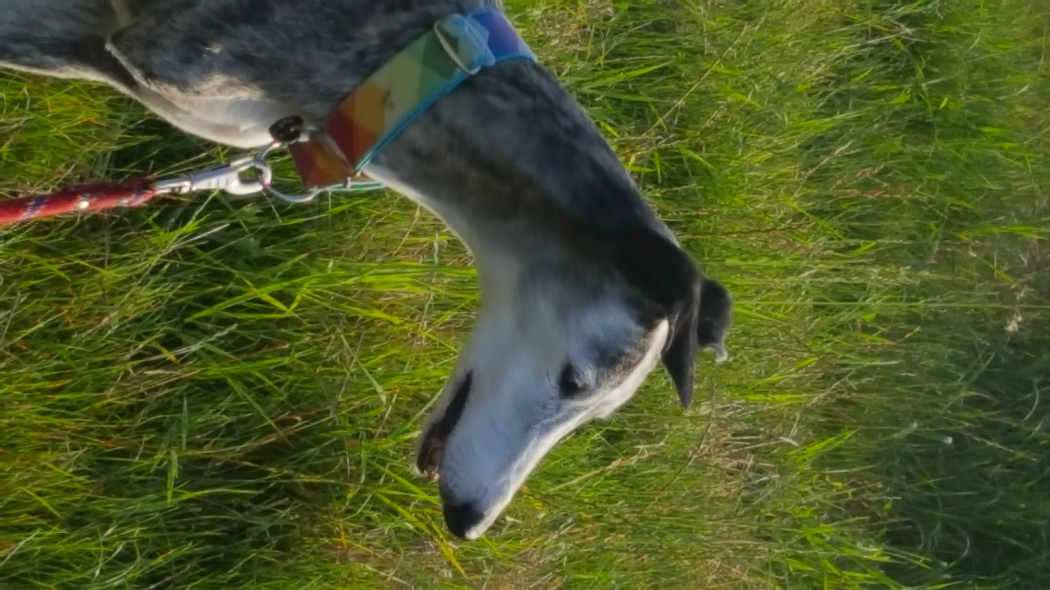 Eva participe au concours pour gagner de l'argent avec cette photo : canidae, galgo_espanol, grass, greyhound, hortaya_borzaya, plant, polish_greyhound, snout