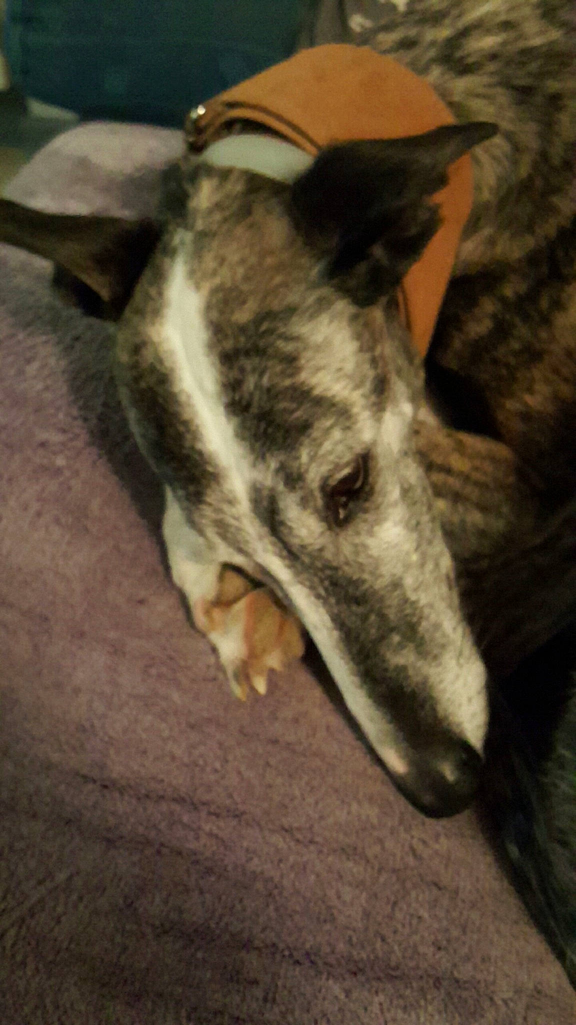 Eva participe au concours pour gagner de l'argent avec cette photo : canidae, carnivore, dog, dog_breed, ear, galgo_espanol, greyhound, hortaya_borzaya, italian_greyhound, magyar_agar, mammal, polish_greyhound, sighthound, smooth_collie, snout, vertebrate, whippet