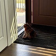 Gracy Madison joined the competition — help win amazing prizes! cat, indoor, door, mat, floor, wooden_floor, sunlight, shadow, pet, animal, relaxed, waiting, home, quiet, brown_cat, texture, open_door, peaceful, natural_light, curiosity