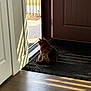 cat, indoor, door, mat, floor, wooden_floor, sunlight, shadow, pet, animal, relaxed, waiting, home, quiet, brown_cat, texture, open_door, peaceful, natural_light, curiosity
