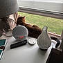 Gracy Madison is registered to the contest to win money with this photo: cat, tabby_cat, window, windowsill, desk, lamp, digital_clock, remote_control, speaker, vase, indoor, daylight, furniture, houseplant_absent, pet, relaxation, natural_light, home, electronics, curtains