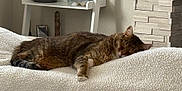 Gracy Madison joined the competition — help win amazing prizes! cat, tabby, sleeping, blanket, white, indoor, cozy, furniture, shelf, glass, stone_wall, relaxing, pet, fur, paw, rest, home, comfort, quiet, animal