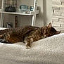cat, tabby, sleeping, blanket, white, indoor, cozy, furniture, shelf, glass, stone_wall, relaxing, pet, fur, paw, rest, home, comfort, quiet, animal