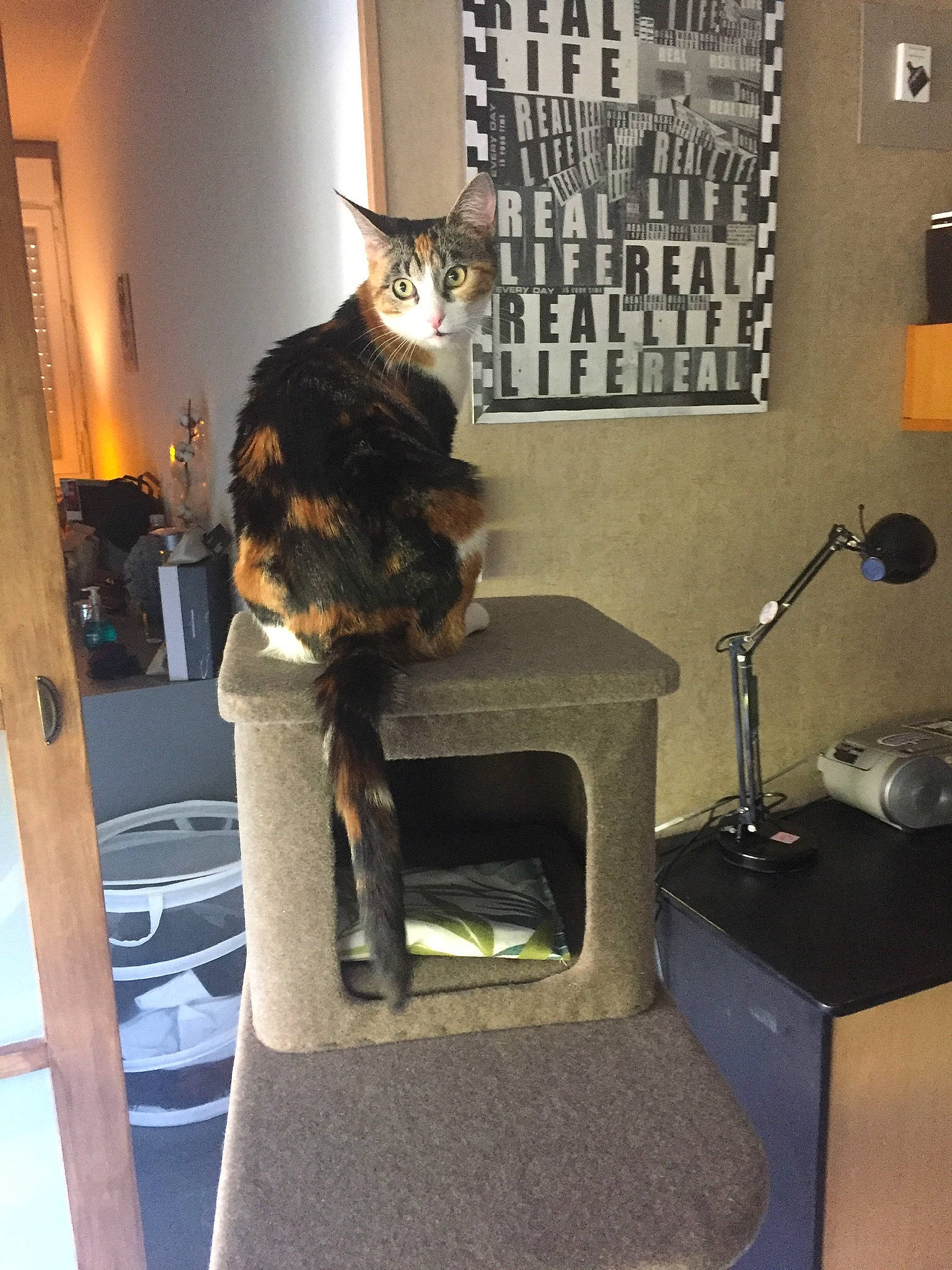 Plumm a rejoint le concours — aidez-le/la à gagner de superbes lots ! carnivore, cat, chair, domestic_short_haired_cat, felidae, small_to_medium_sized_cats, tail