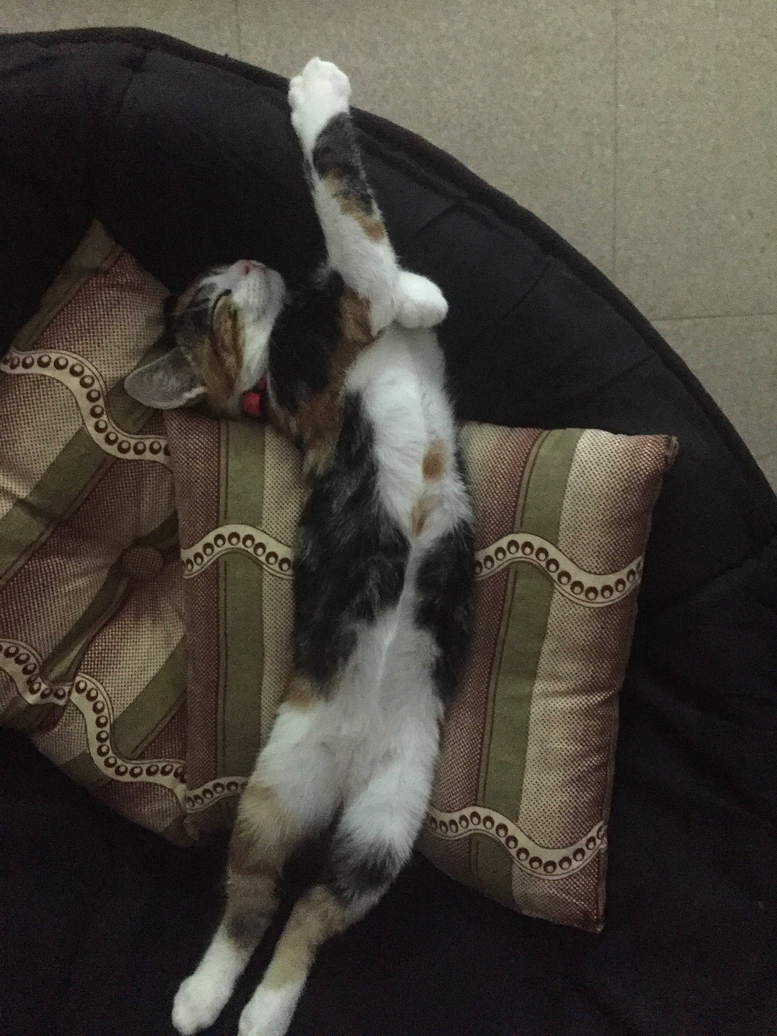 Plumm a rejoint le concours — aidez-le/la à gagner de superbes lots ! carnivore, cat, claw, comfort, ear, european_shorthair, felidae, fur, hand, kitten, leg, nap, paw, polydactyl_cat, sleep, small_to_medium_sized_cats, tail, whiskers