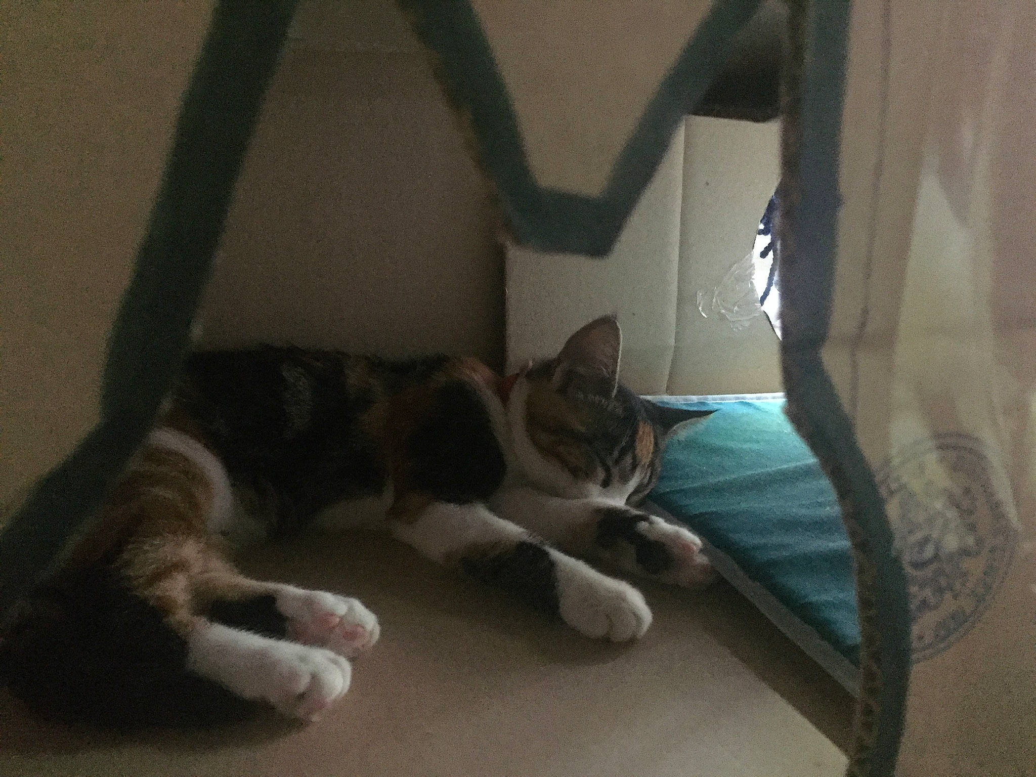 Plumm a rejoint le concours — aidez-le/la à gagner de superbes lots ! carnivore, cat, comfort, domestic_short_haired_cat, ear, european_shorthair, felidae, fur, kitten, leg, nap, paw, polydactyl_cat, room, small_to_medium_sized_cats, snout, tabby_cat, tail, whiskers