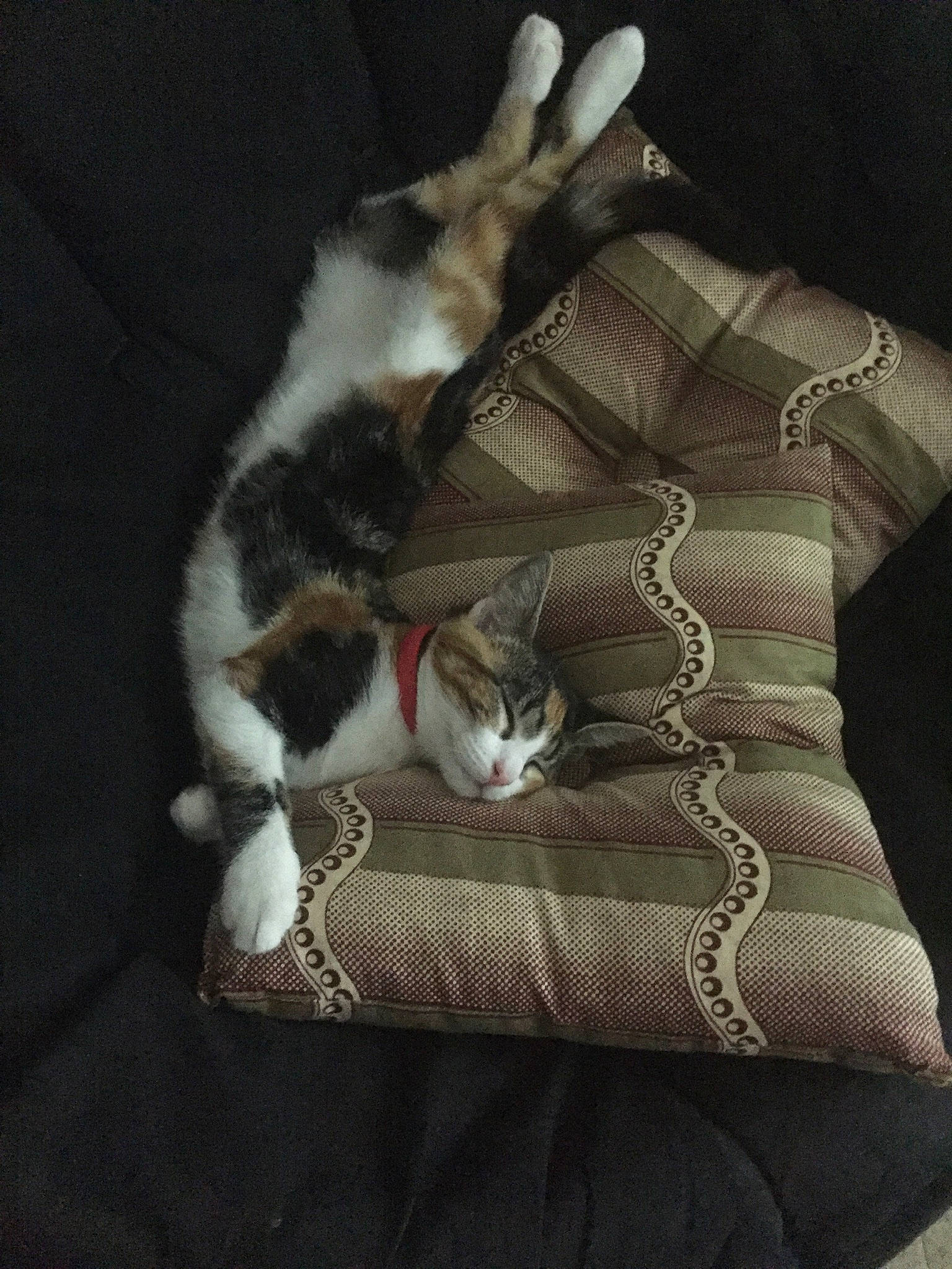 Plumm participe au concours pour gagner de l'argent avec cette photo : aegean_cat, american_wirehair, carnivore, cat, claw, domestic_short_haired_cat, ear, european_shorthair, felidae, fur, kitten, norwegian_forest_cat, paw, polydactyl_cat, small_to_medium_sized_cats, tabby_cat, tail, whiskers