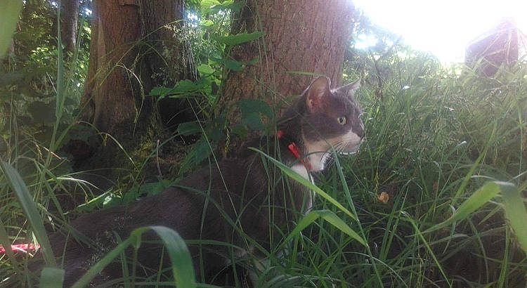 Aaliyah participe au concours pour gagner de l'argent avec cette photo : adaptation, fawn, forest, grass, grass_family, jungle, natural_environment, old_growth_forest, organism, plant, rainforest, sunlight, terrestrial_plant, tree, vegetation, wildlife